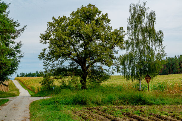 Thumbnail: 10_JA 40720 Linde, Birke, Feldkreuz, Sitzbank.jpg